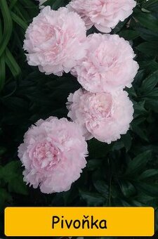 Odkopky trvalek a skalniček