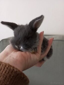 Zakrslý beránek králíček