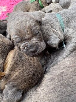 štěňátka Cane Corso