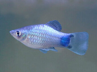 Plata pestrá - Xiphophorus variatus