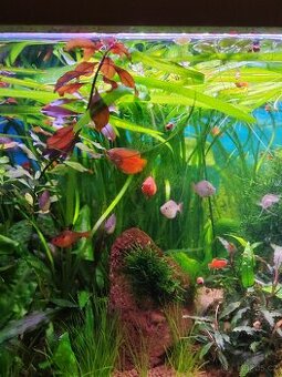 Prostrihovat akvarijních rostlin - 1