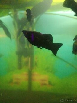 Black Molly