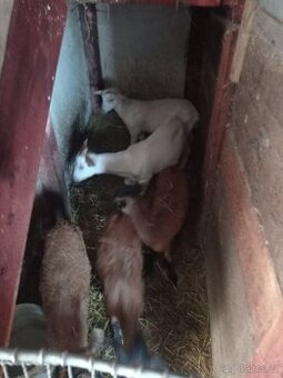 Prodám kamerunské berany a kozliky