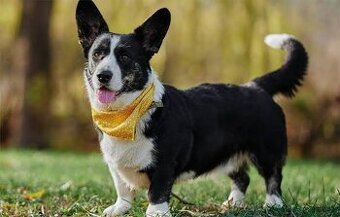 Welsh Corgi Cardigan