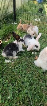 Zakrslí beránek