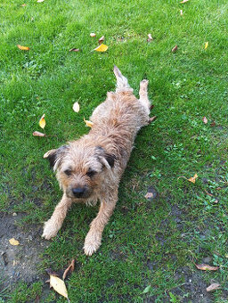 Border teriér s PP ke krytí