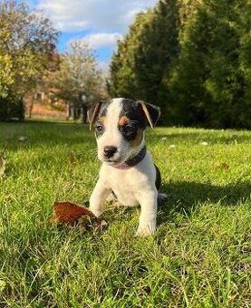 Jack Russell teriér - štěně