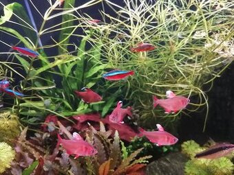 Krásné rybičky a krevetky