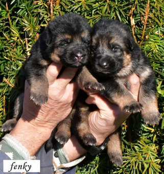 německý ovčák - štěňátka