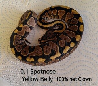 Krajta královská - 1