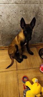 Prodam BO malinois