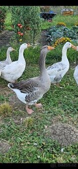 Landeská husa a houser