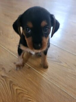 Stenatko krizence, male plemeno