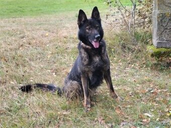 Německý ovčák s PP