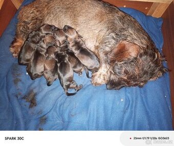 Zadám štěňata jezevčíka drsnosrstého standard