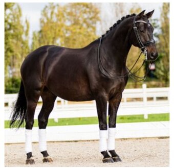 10ti letý černý KWPN valach po Glamourdale