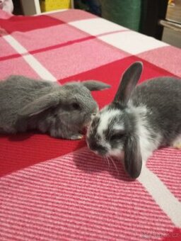 Zakrslý beránek králíček