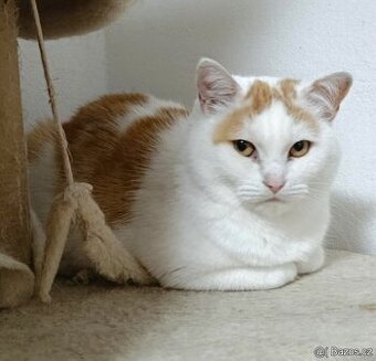 Kočička Růženka hledá nový domov