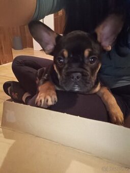 Francouzský buldocek - 1