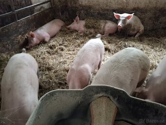 Prodám prase na porážku