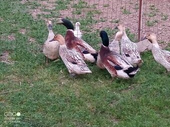 Kachny čárkované saské