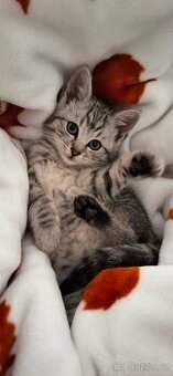 Koupím stříbrné kotě