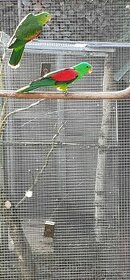 Koupím samici papouška červenokřídlého