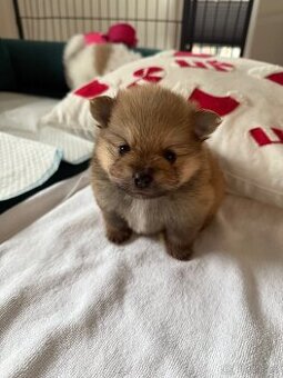 Pomeranian Ostrava