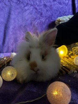 Králíček 🐰 teddy krátkoušší