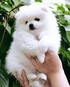 Pomeranian s PP FCI