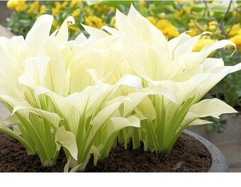 Hosta (bohyška) white feather