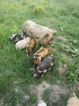 Čistokrevná selata kune kune