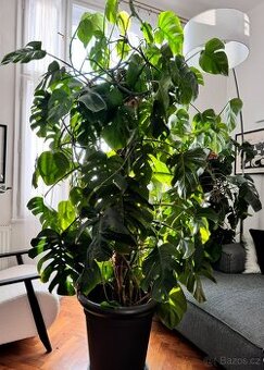 MONSTERA 2 metry