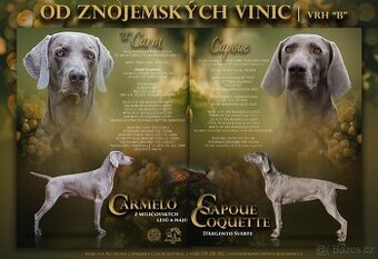 Pejsek Výmarského ohaře - krátkosrstý s PP