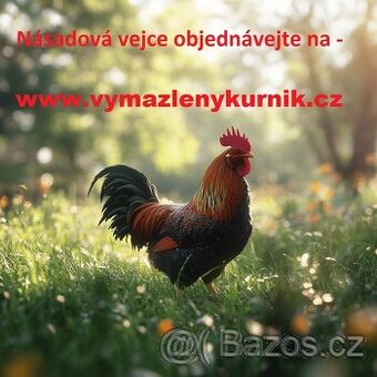 Araukana divoce zbarvená - nasadova vejce + kuřata