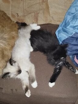 Ragdoll/AngoraX Ragdoll