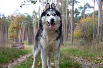 GYMY K ADOPCI - přátelský parťák