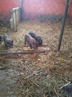 Vietnamské selata - 1