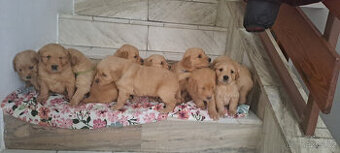 Zlaty retriver - odvěr k Vanocun