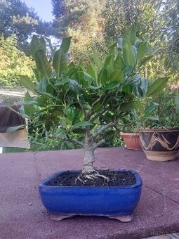 Bonsai,bonsaj Ilex