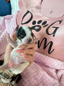 Jorkširský teriér-mini holčičky