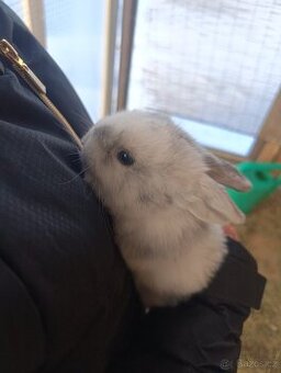 Zakrslý králíček - stáří 2 měsíce