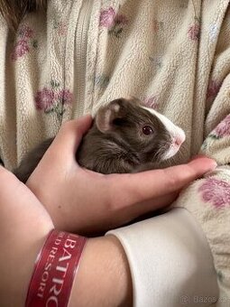 Prodám morčata - kluci