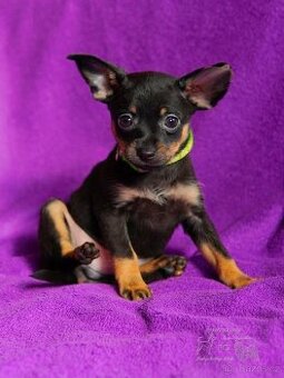 Rusky toy hladkosrsty s PP FCI