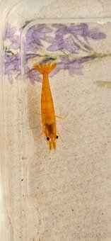 Krevetky neocaridina orange sakura