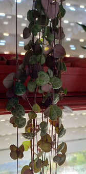 Svícník - Ceropegia