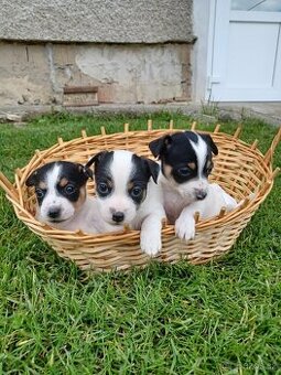 Jack Russell - 1