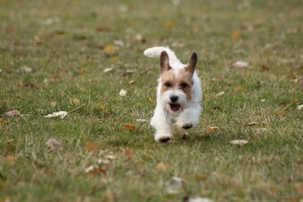 Jack Russell teriér s PP