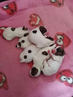 Jack Russell teriér s PP - 1