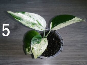 Epipremnum Pinnatum Marble - 1